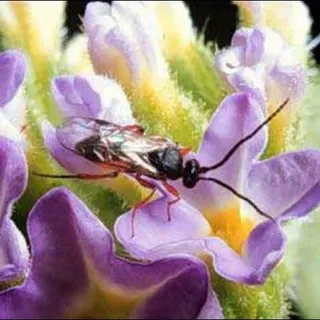 thumbnail for publication: A Wasp Parasitoid, Cotesia marginiventris (Cresson) (Insecta: Hymenoptera: Braconidae)